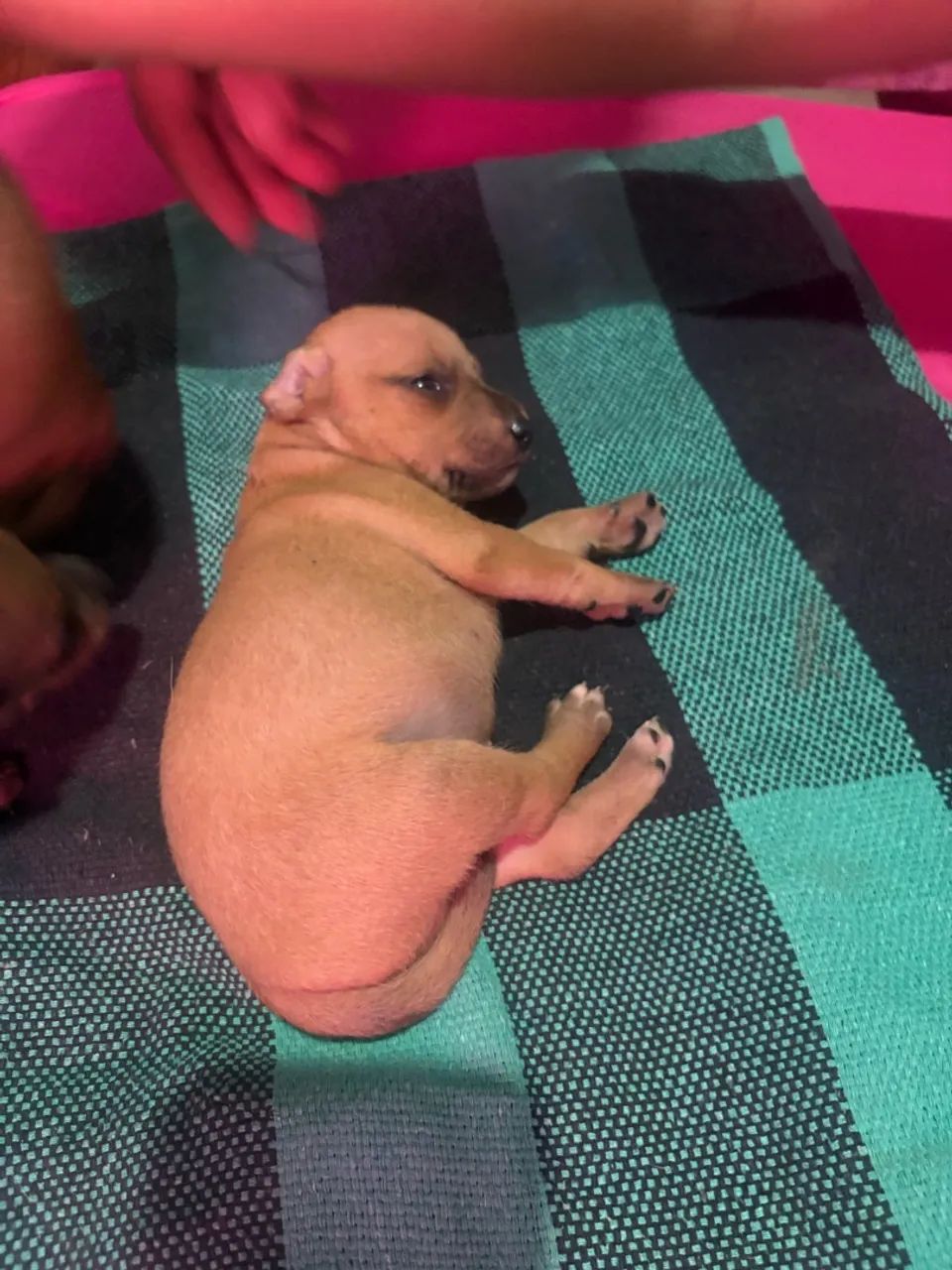 Pinscher  - Foto 5
