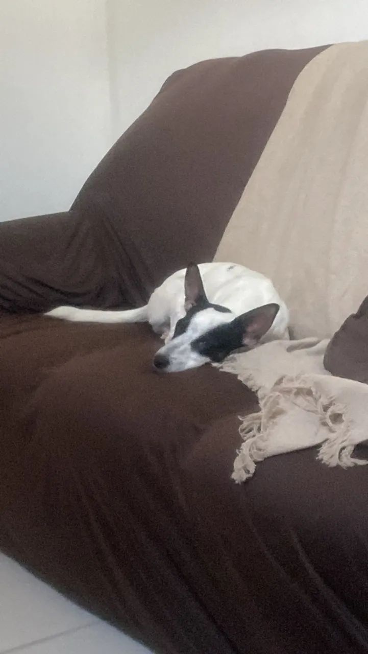 Cachorrinho para doação  - Foto 3
