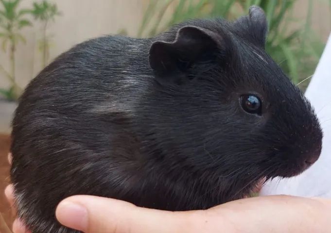 Porquinhos da índia - Anápolis  - Foto 6