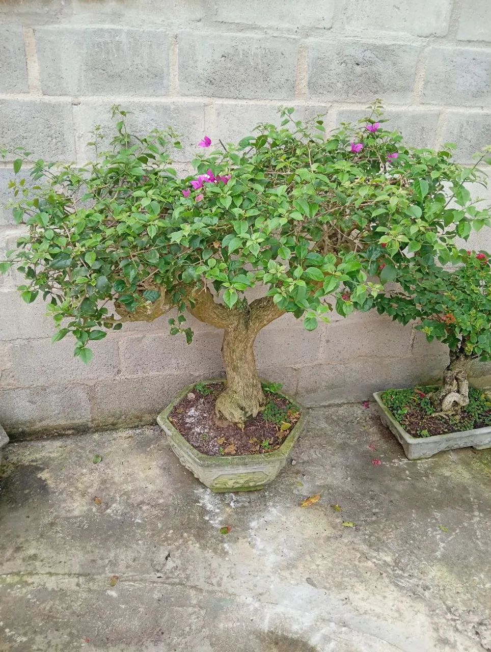 Lindo Bonsai Buganvília árvore antiga