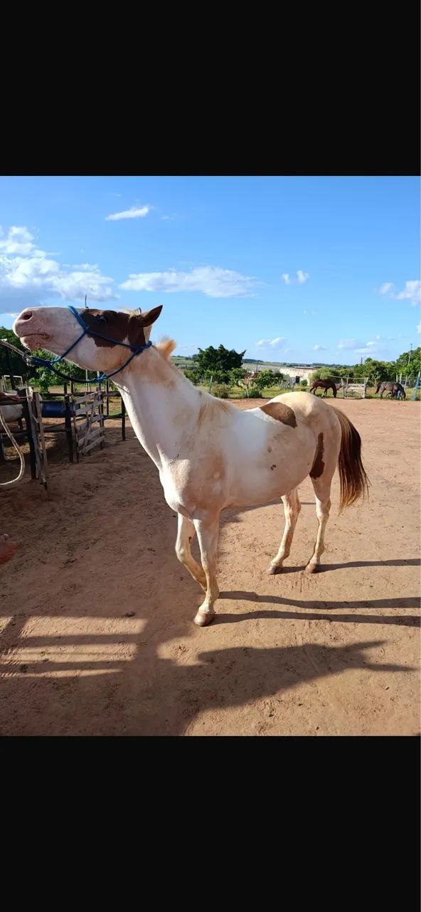 Cavalo penti horse  - Foto 3