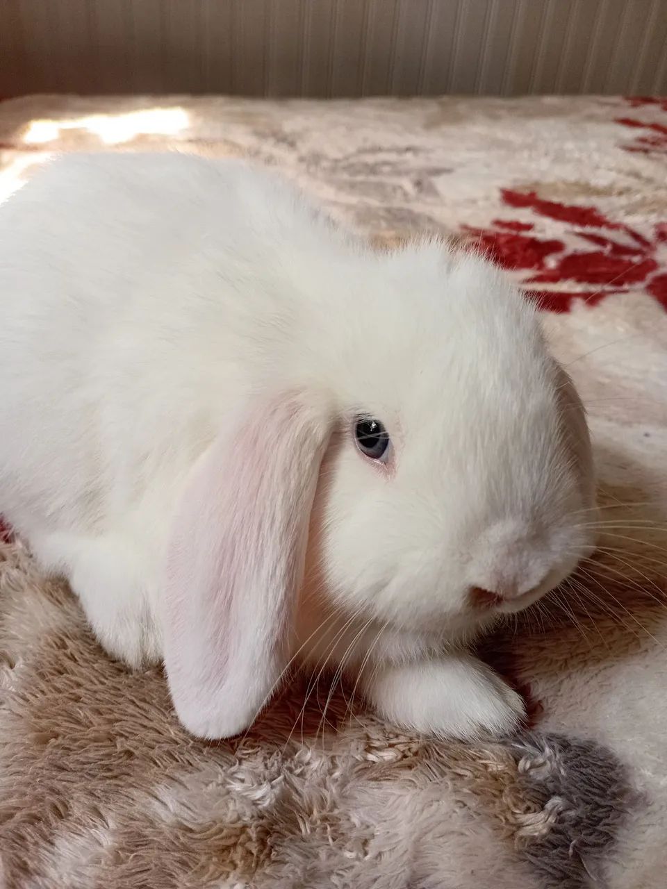 Mini lop 