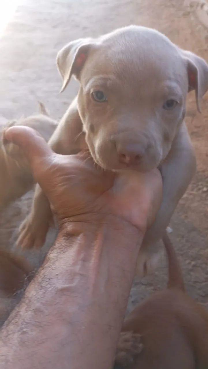Pitmonster - Foto 2