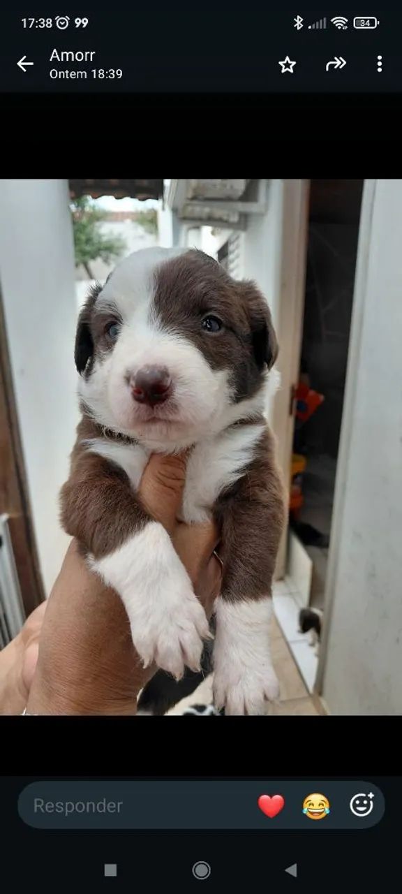 Border Collie  - Foto 6