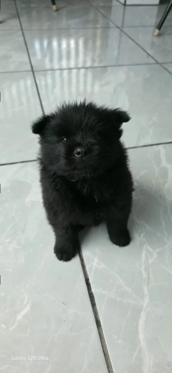 Vendo filhotes de chow chow - Foto 3
