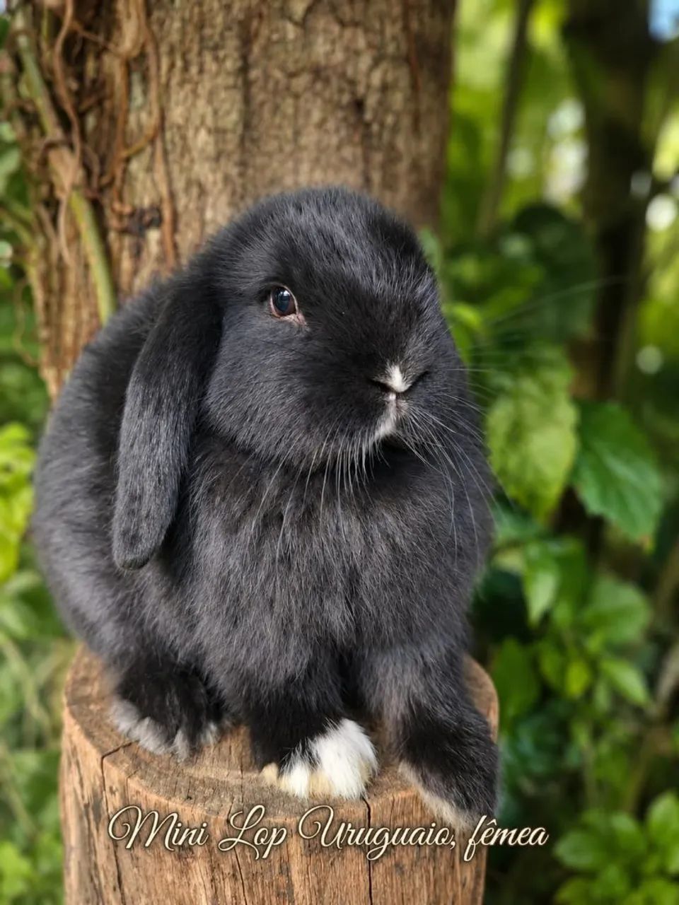 Mini coelhos! - Foto 3