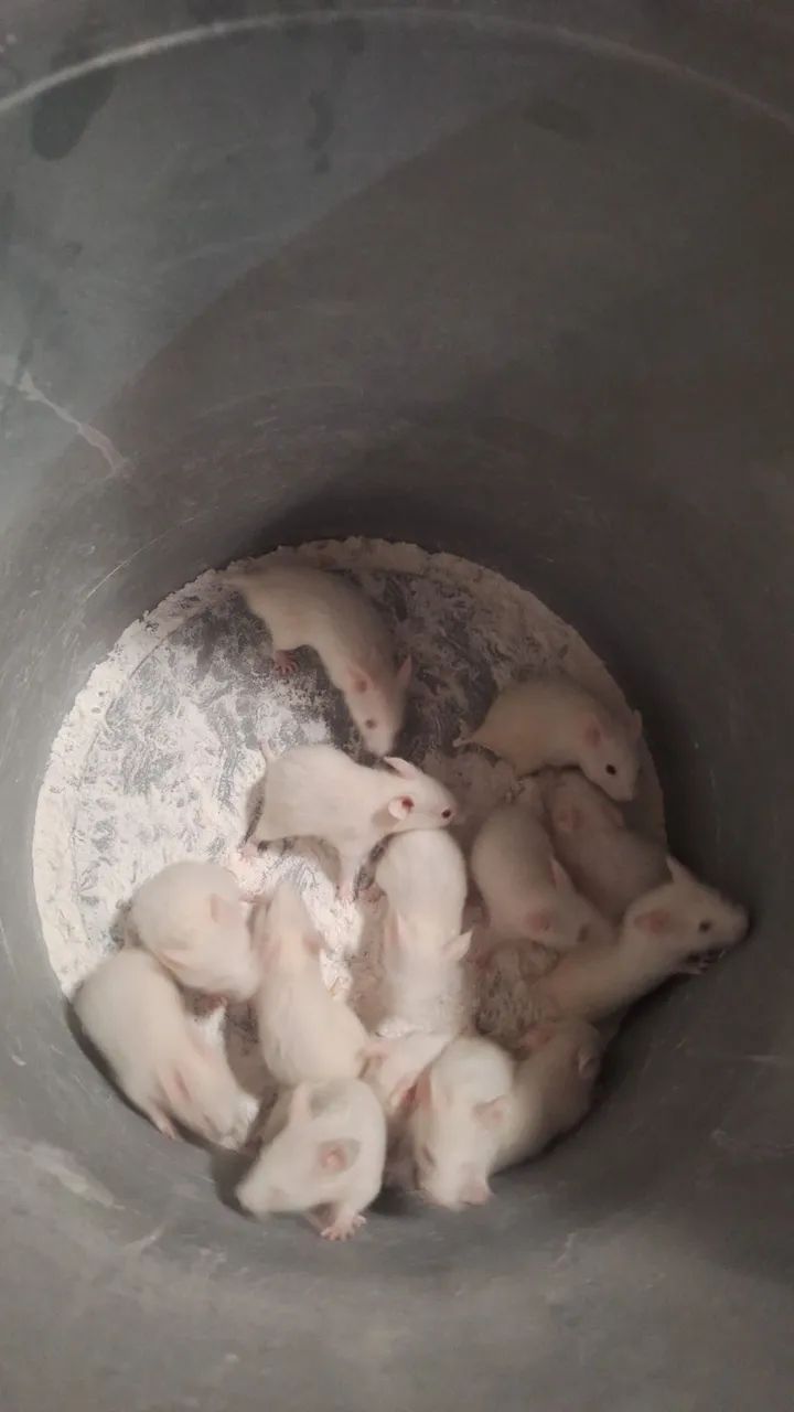 Hamster Sírio  - Foto 4