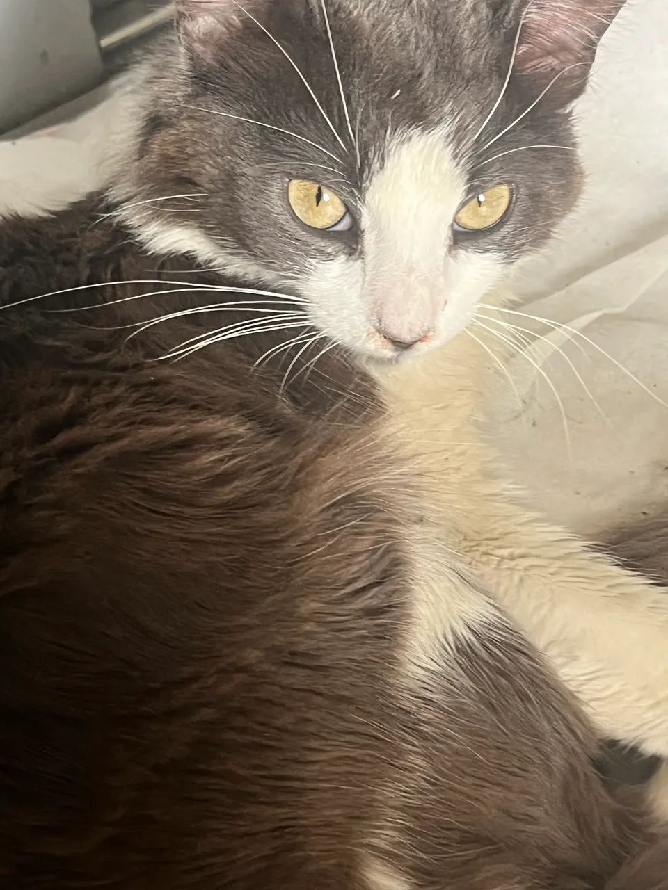 Doa- se este dócil gatinho - Foto 3