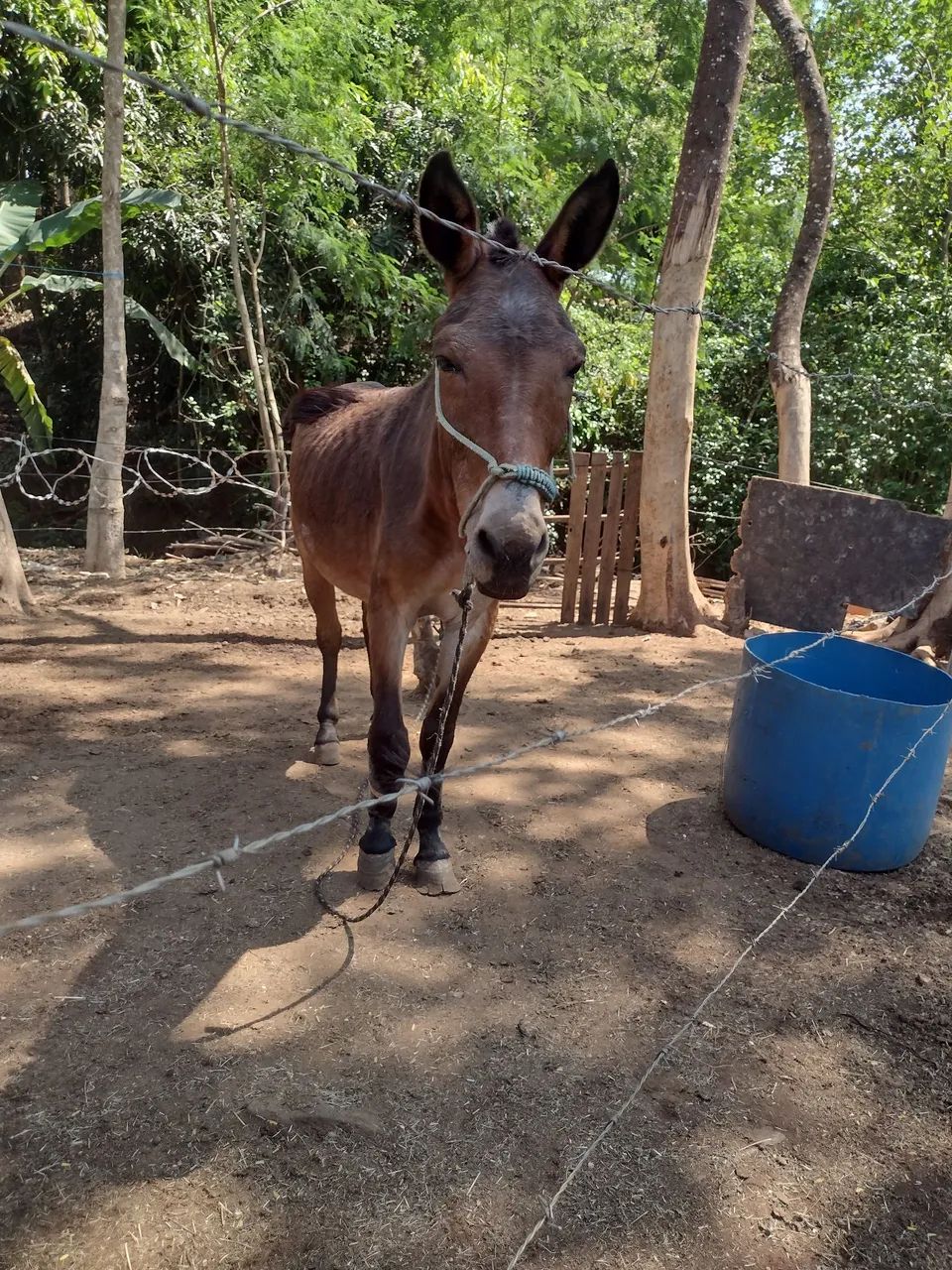 Burro (Milagre) - Foto 5
