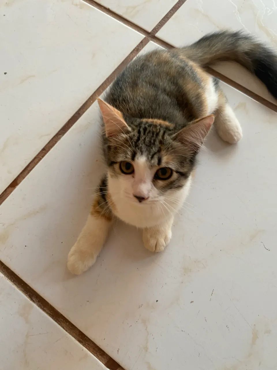 Doação de gatinhas  - Foto 4
