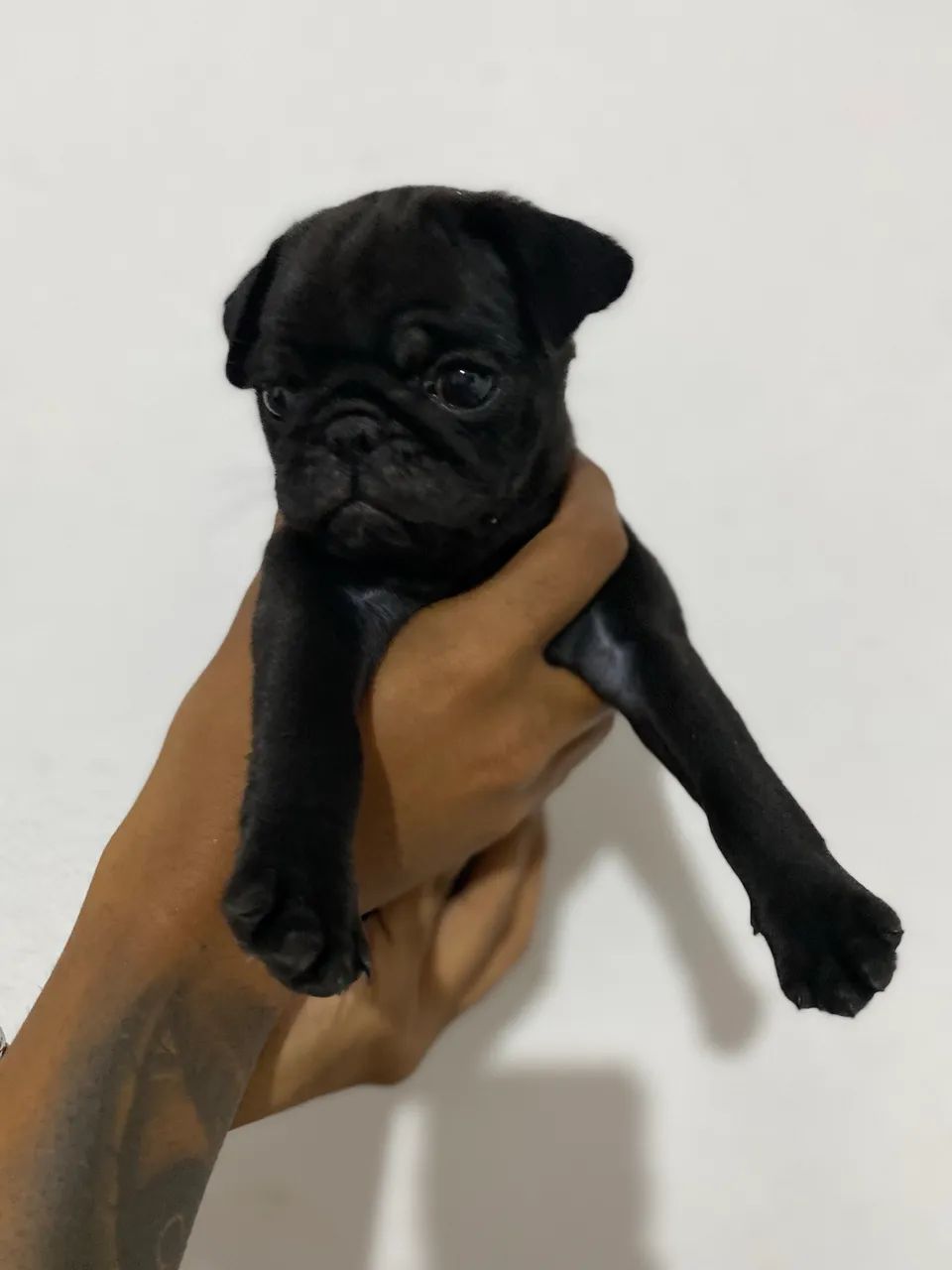 Filhote de pug preto - Foto 3