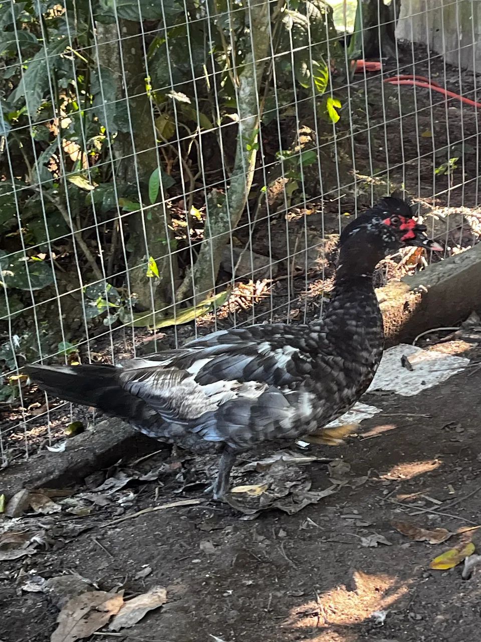 Patos machos - Foto 3