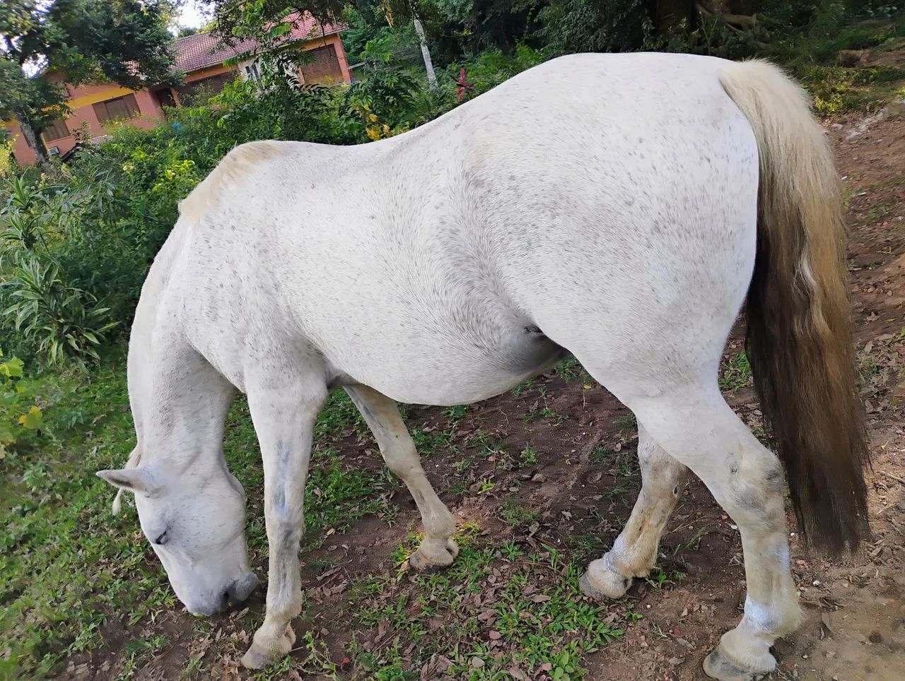 Cavalo Tordilho  - Foto 2