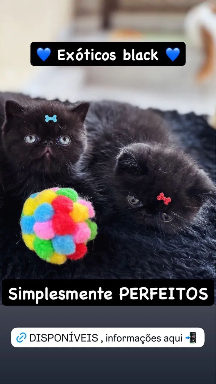 Filhotes gatos exóticos - persa pelo curto