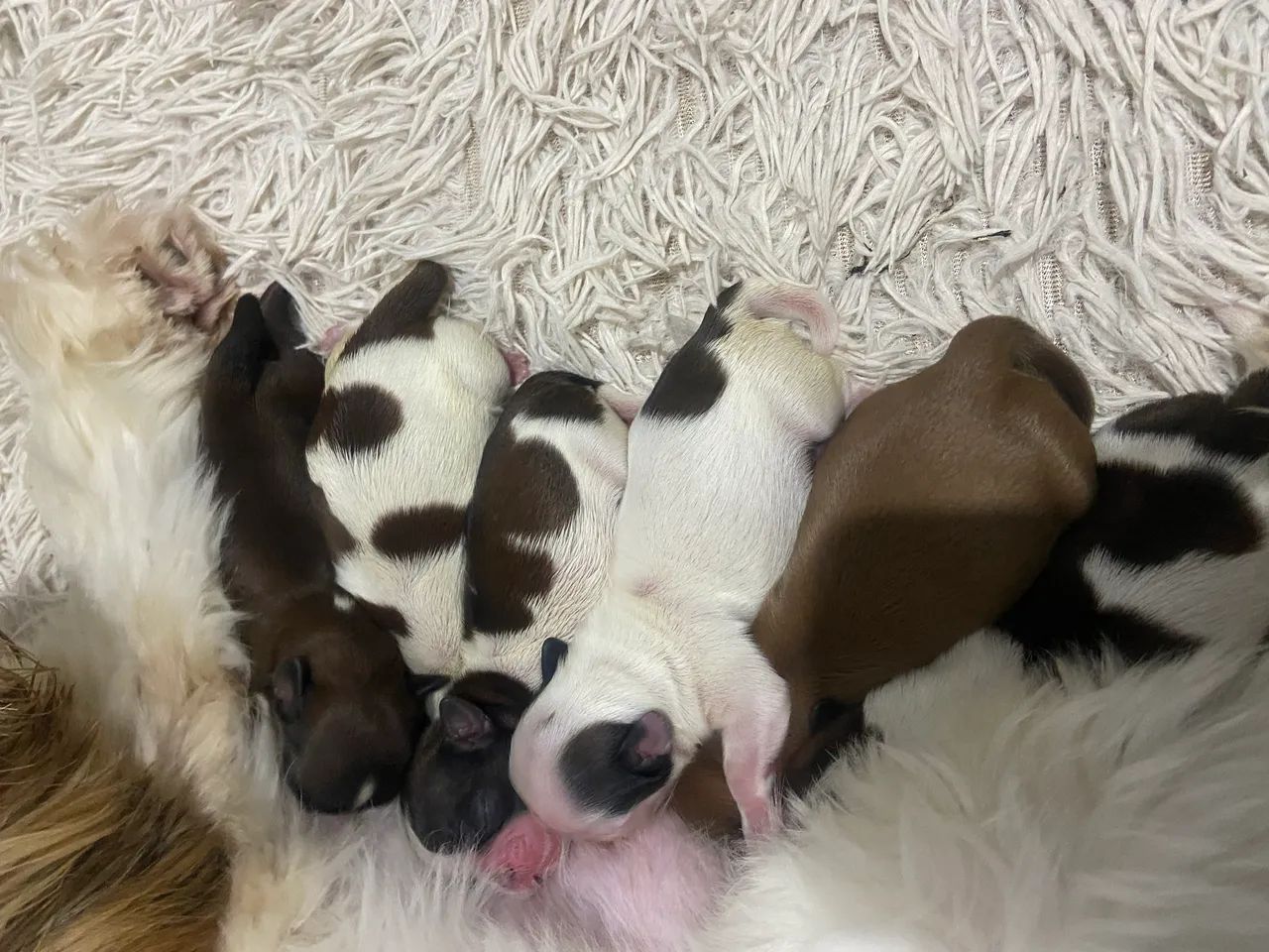 Cachorro - Foto 3