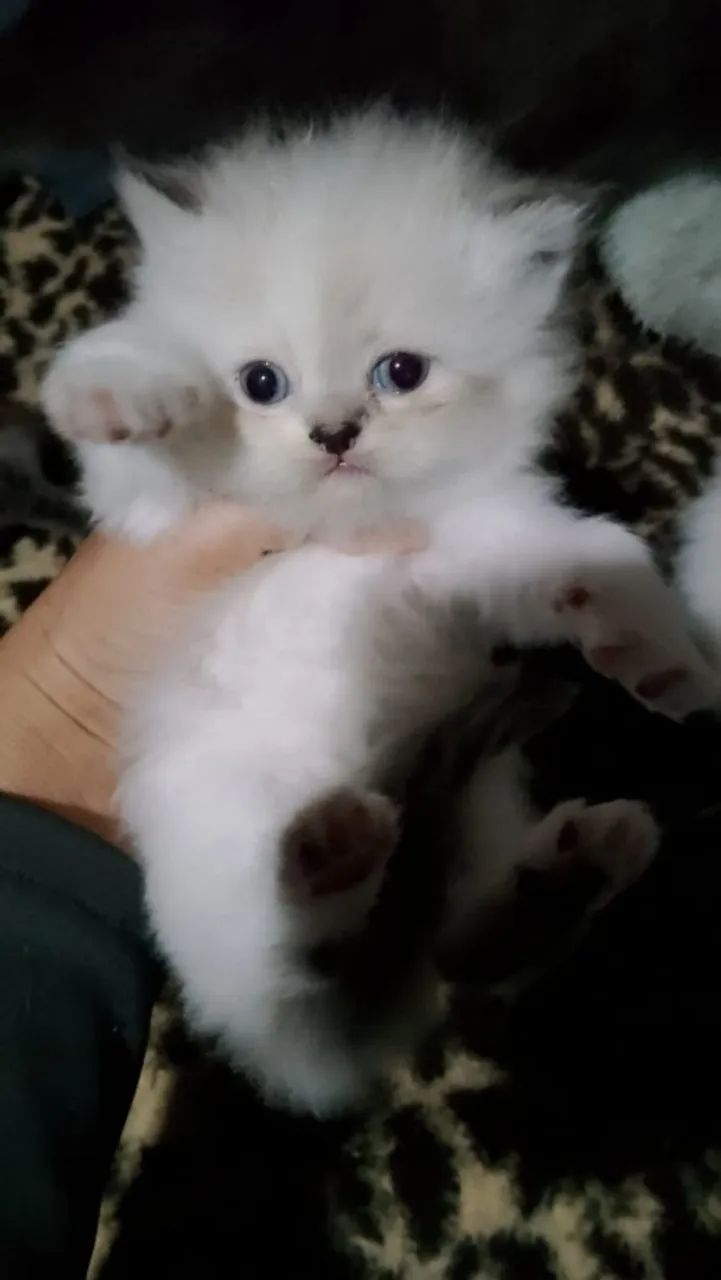 Gato persa 