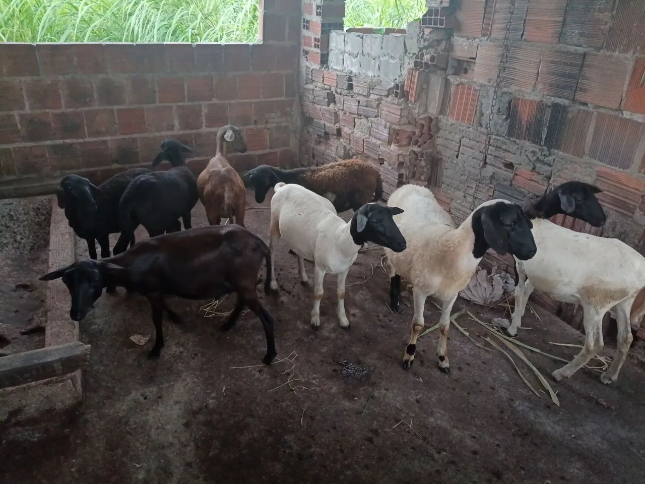 Vendo carneiro  - Foto 2