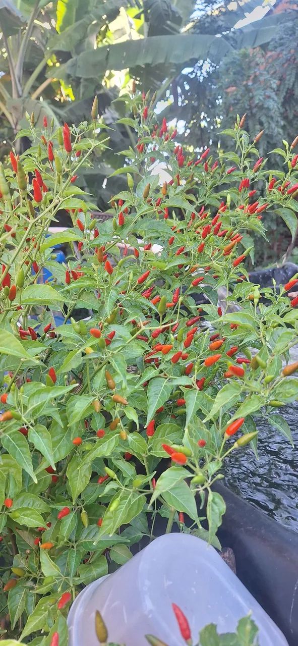 Pimenta malagueta - Foto 2