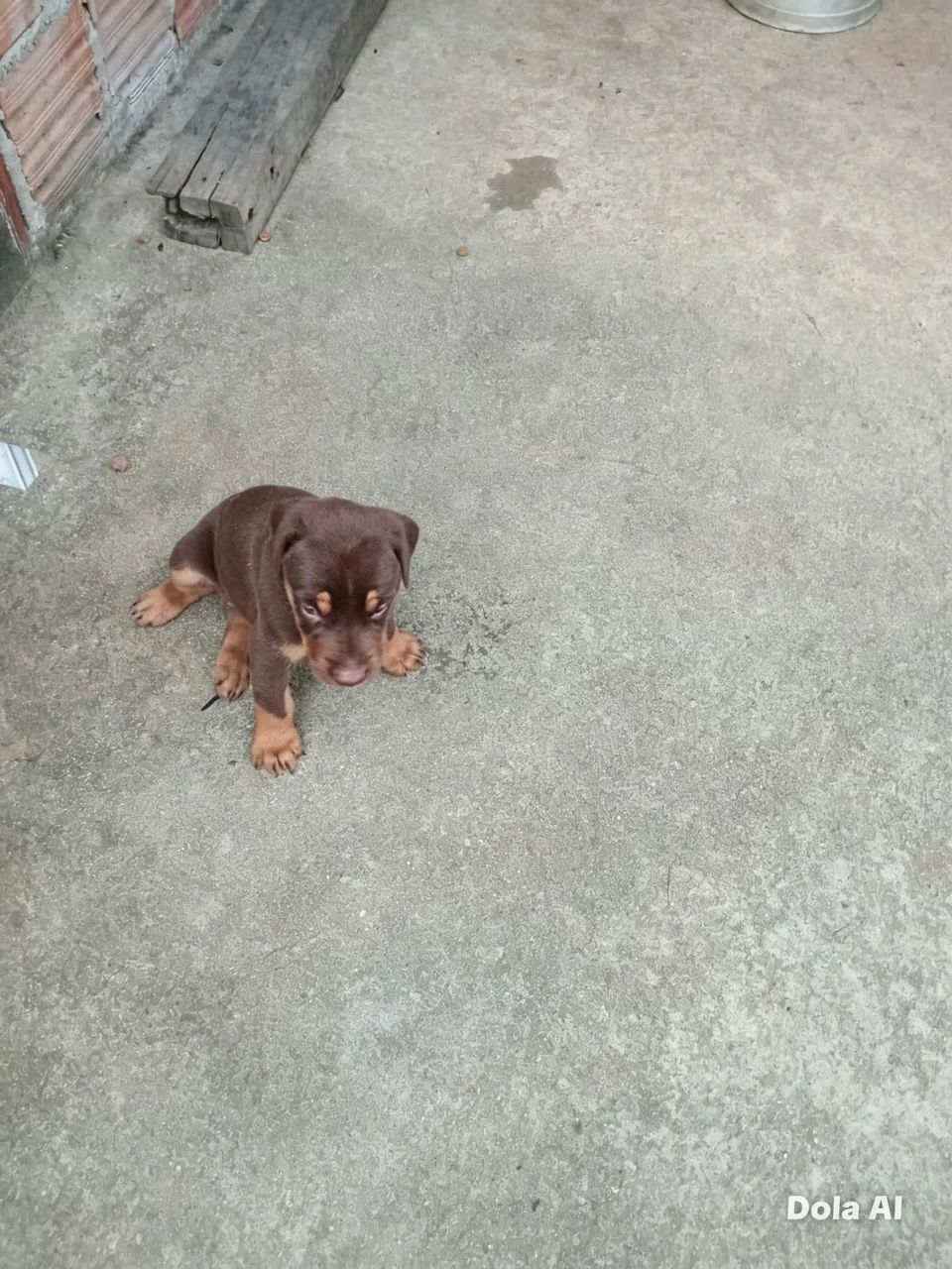Doberman 