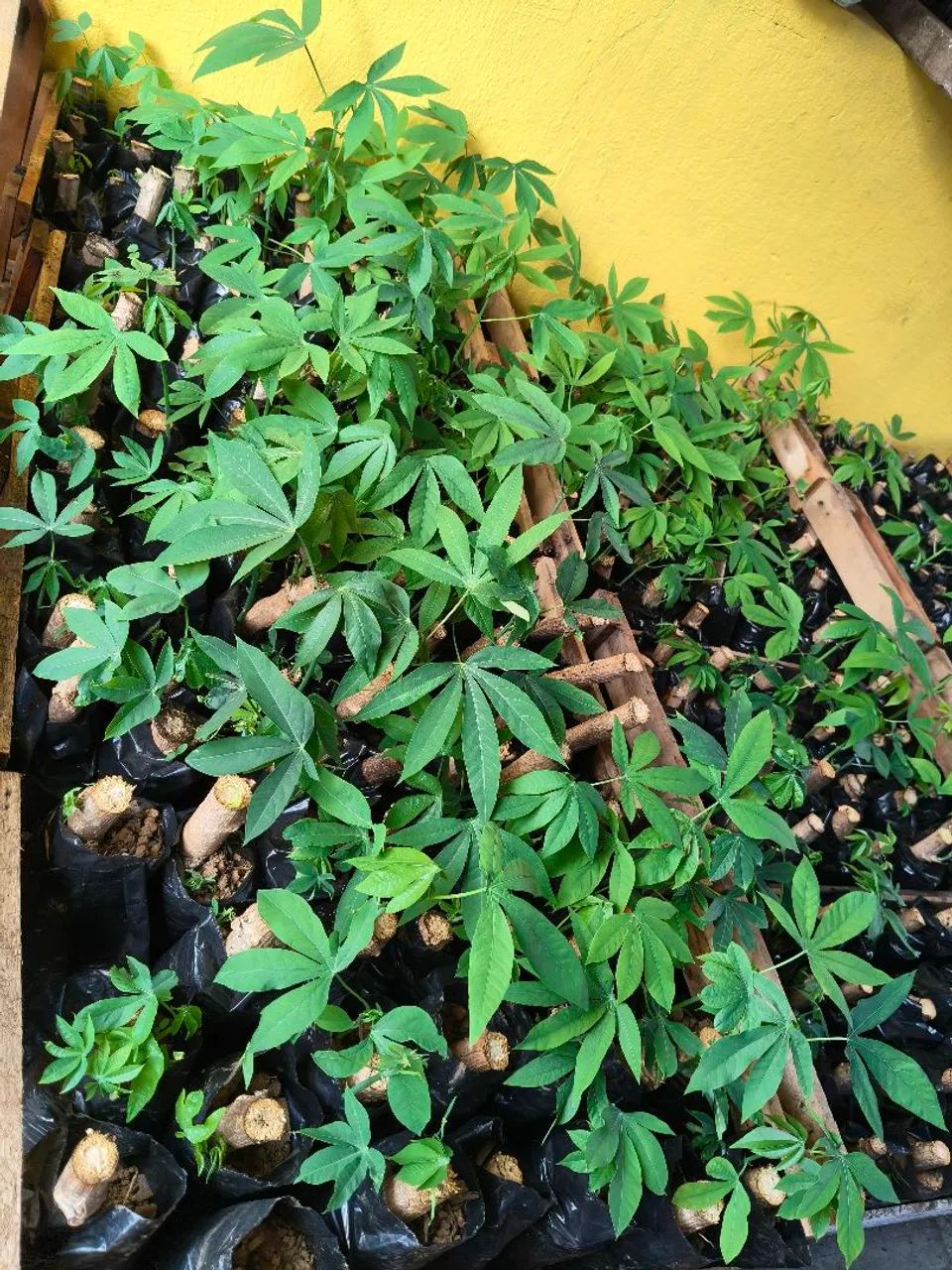 Mudas de mandioca  - Foto 2