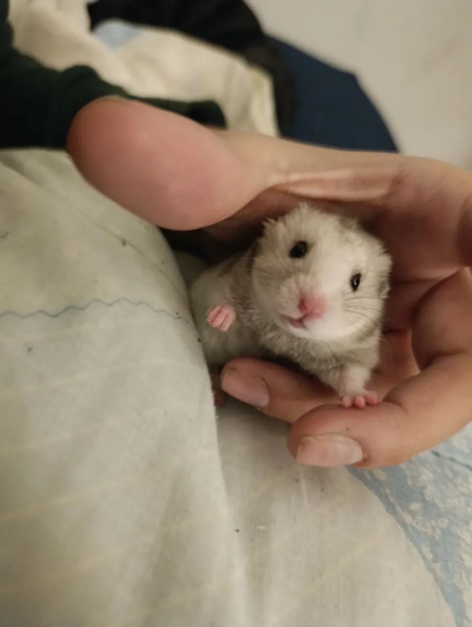 Filhotes de Hamster  - Foto 2
