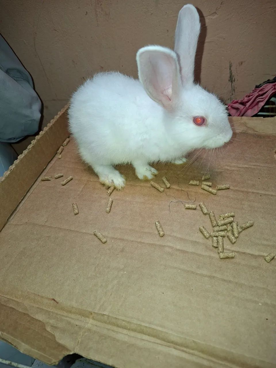 Coelhos 
