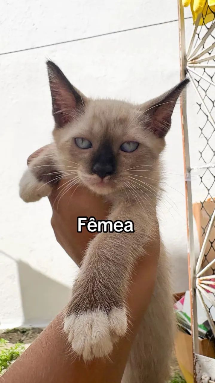 Adoção de gatinhos  - Foto 3