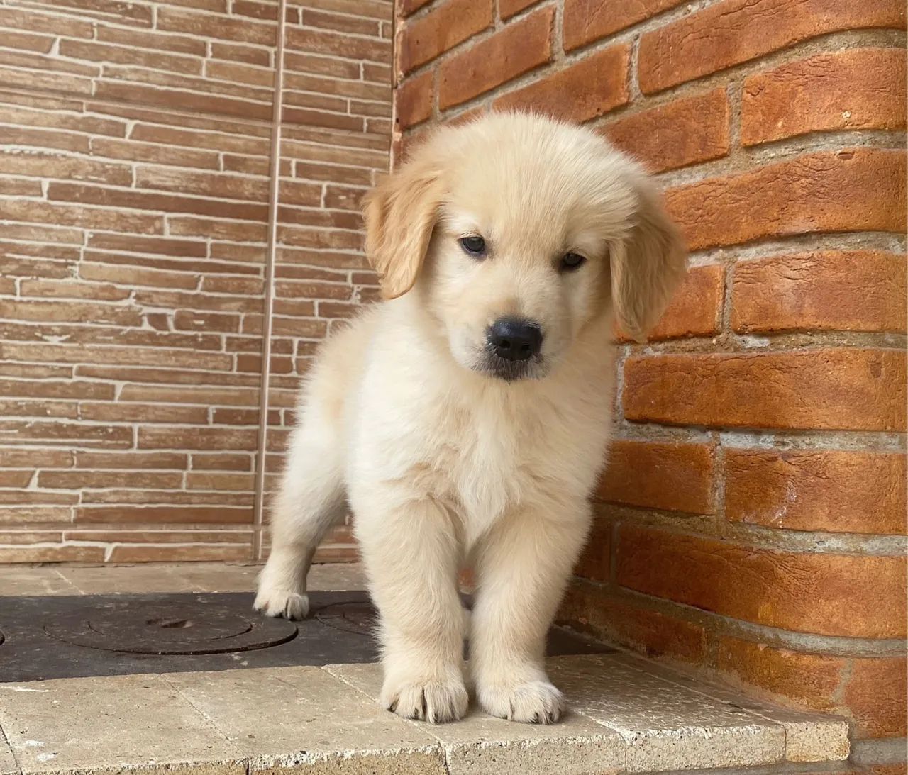 Golden Retriever ( vendas )  - Foto 2