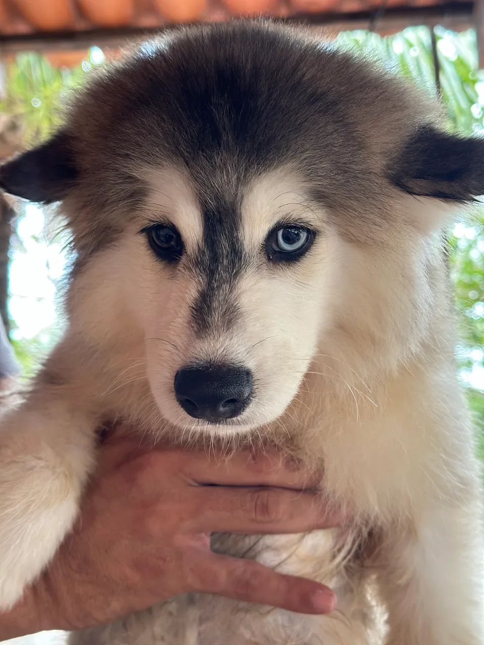 Pomsky - Foto 2