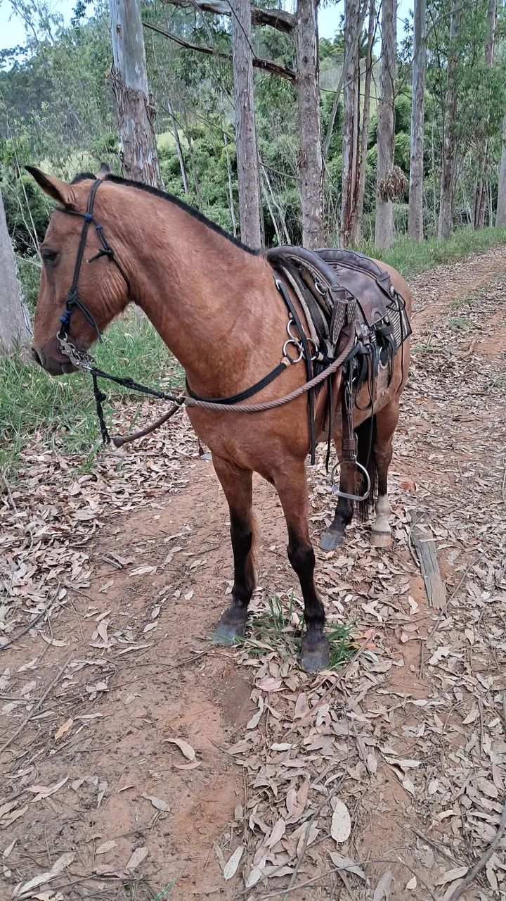 Cavalo  - Foto 4