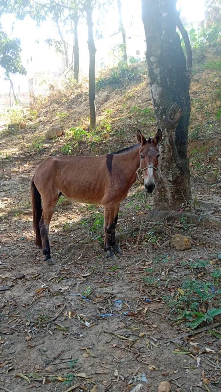 Mula de patrão  - Foto 2