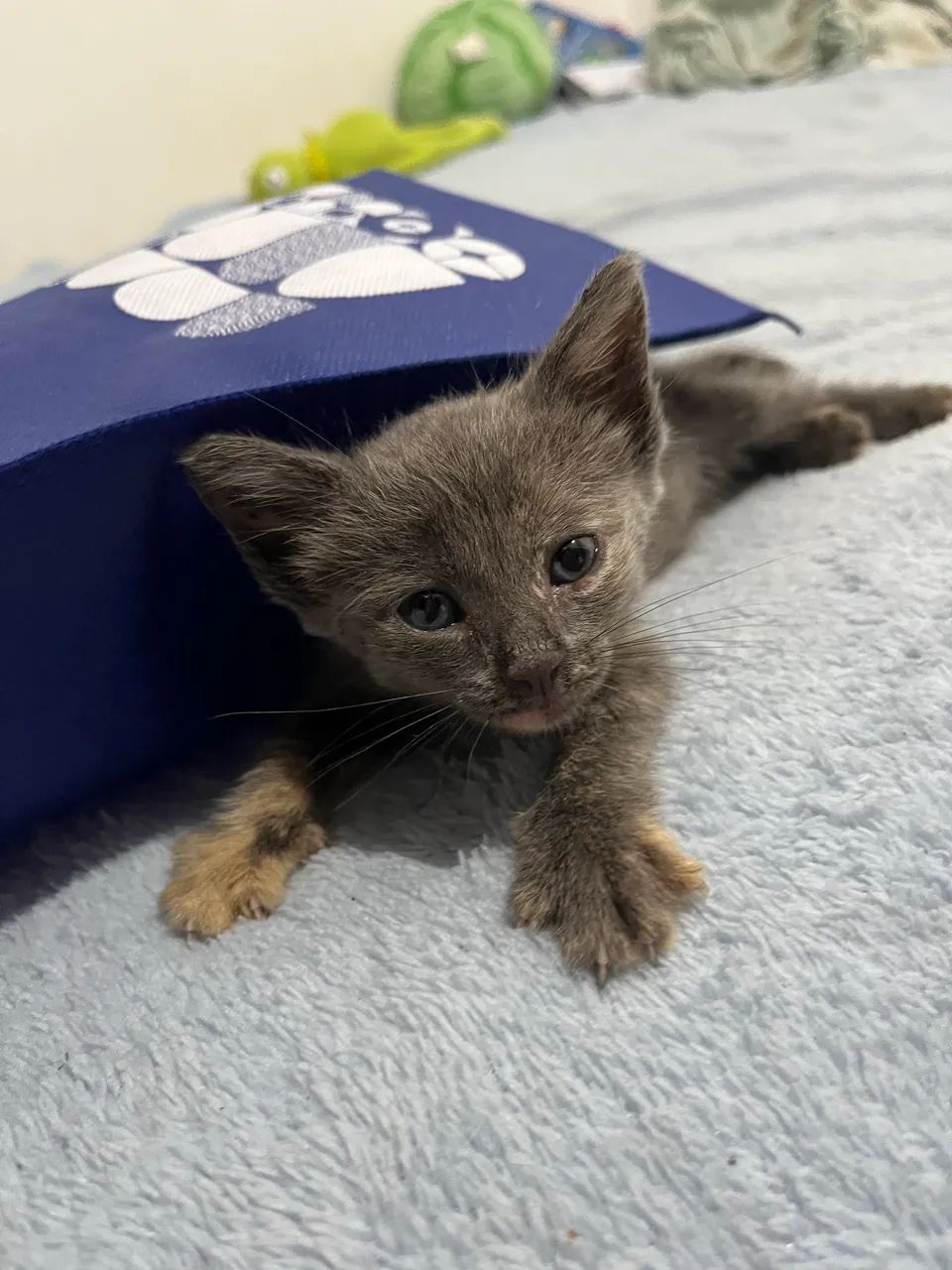 Gata - Foto 3