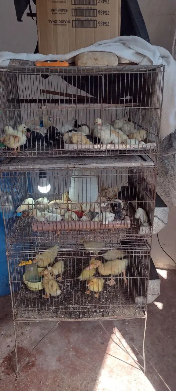 Vende-se animais para criação - Foto 3