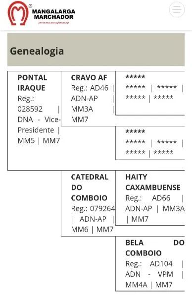 Cavalo (filho do Iraque Pontal) - Foto 5