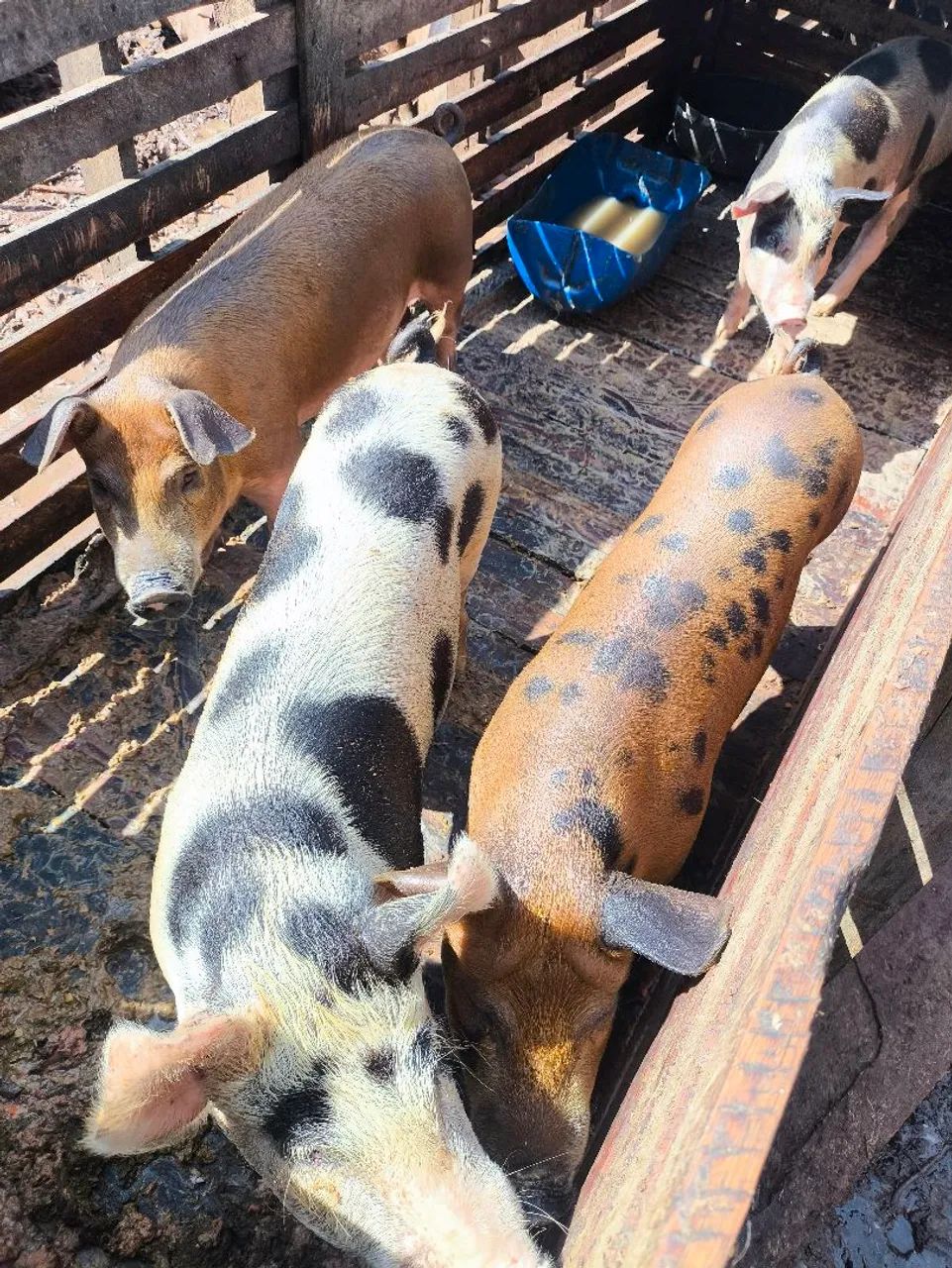 Leitões 