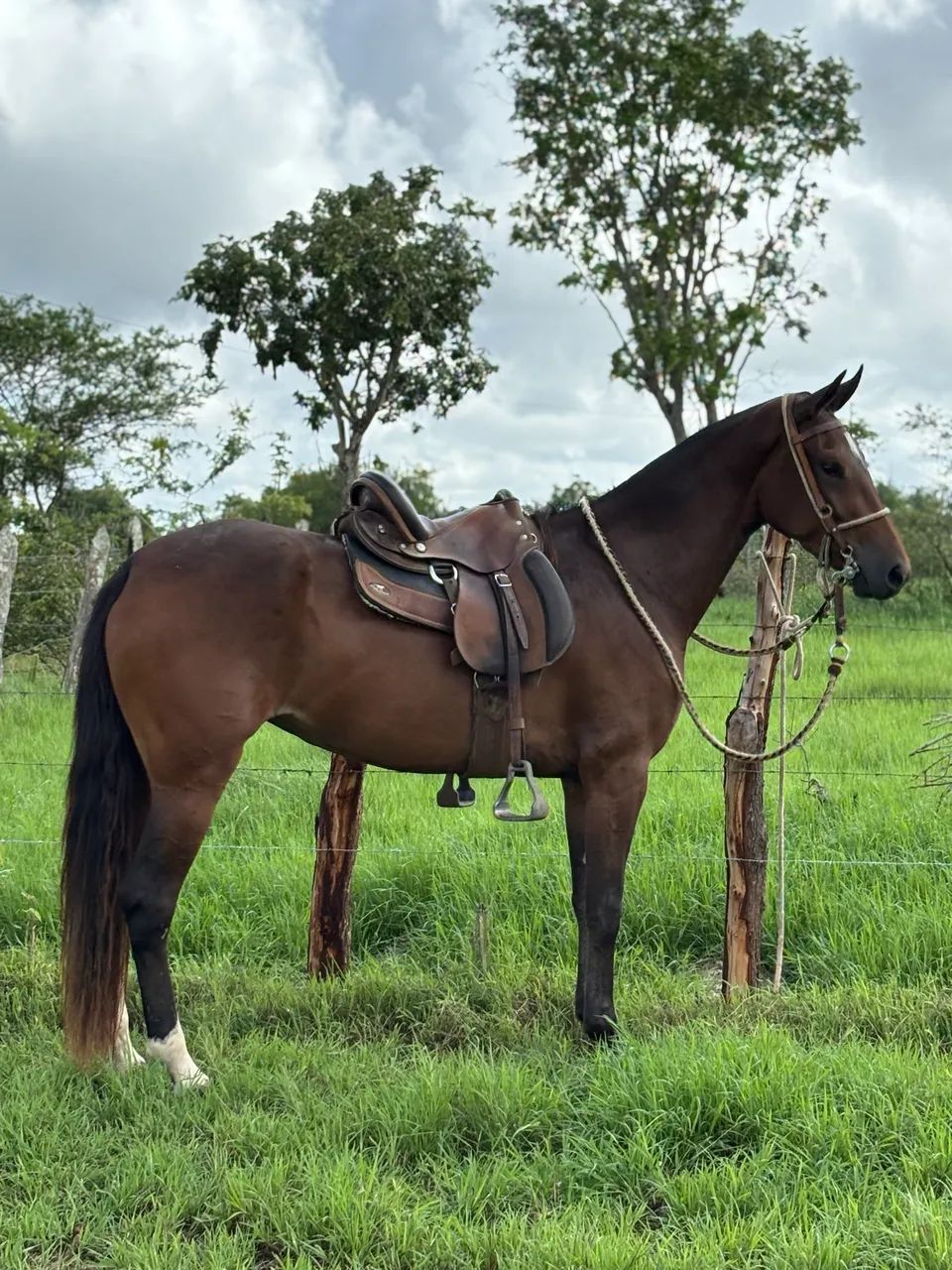 Égua mangalarga marchador  - Foto 4