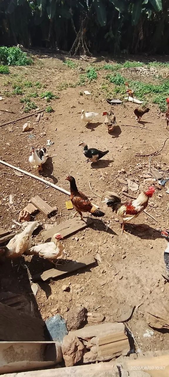Patos e galinhas - Foto 2
