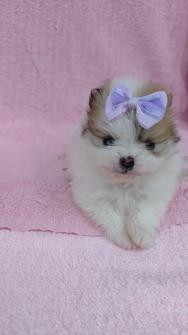 Cachorro lulu  - Foto 4