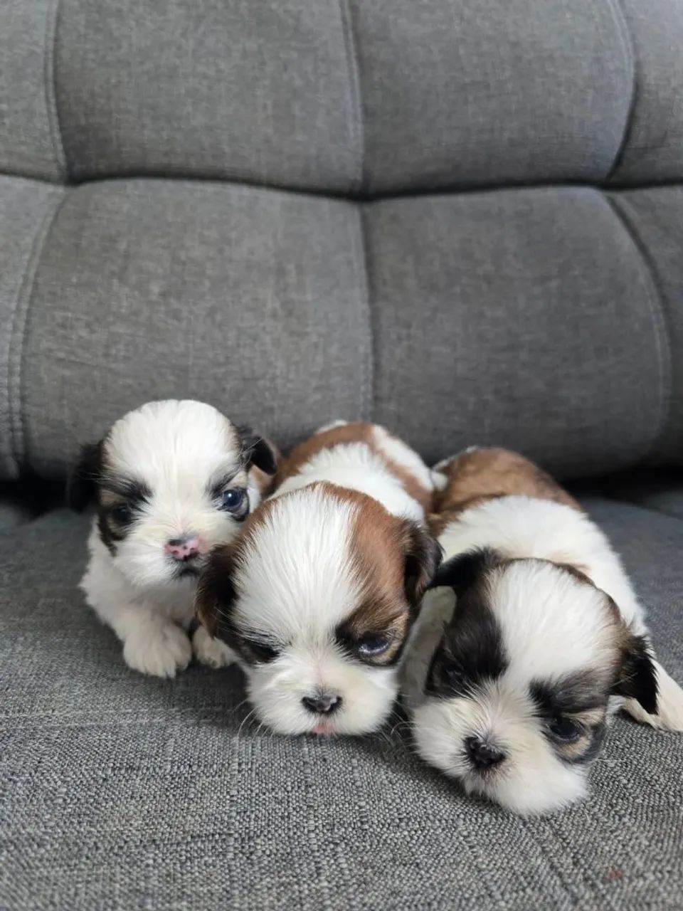 Shih Tzus  - Foto 2