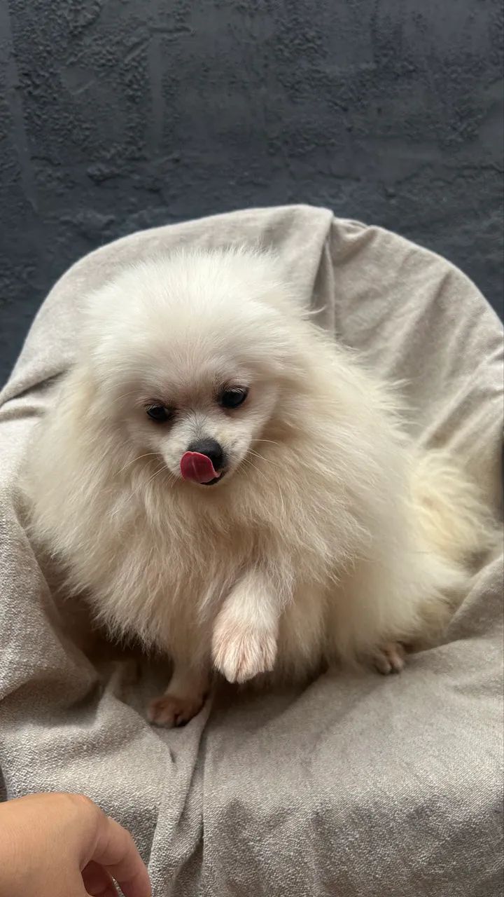 Sptiz Lulu branco com 9 meses  - Foto 4