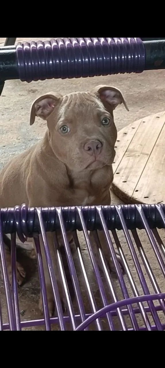 American bully macho - Foto 2