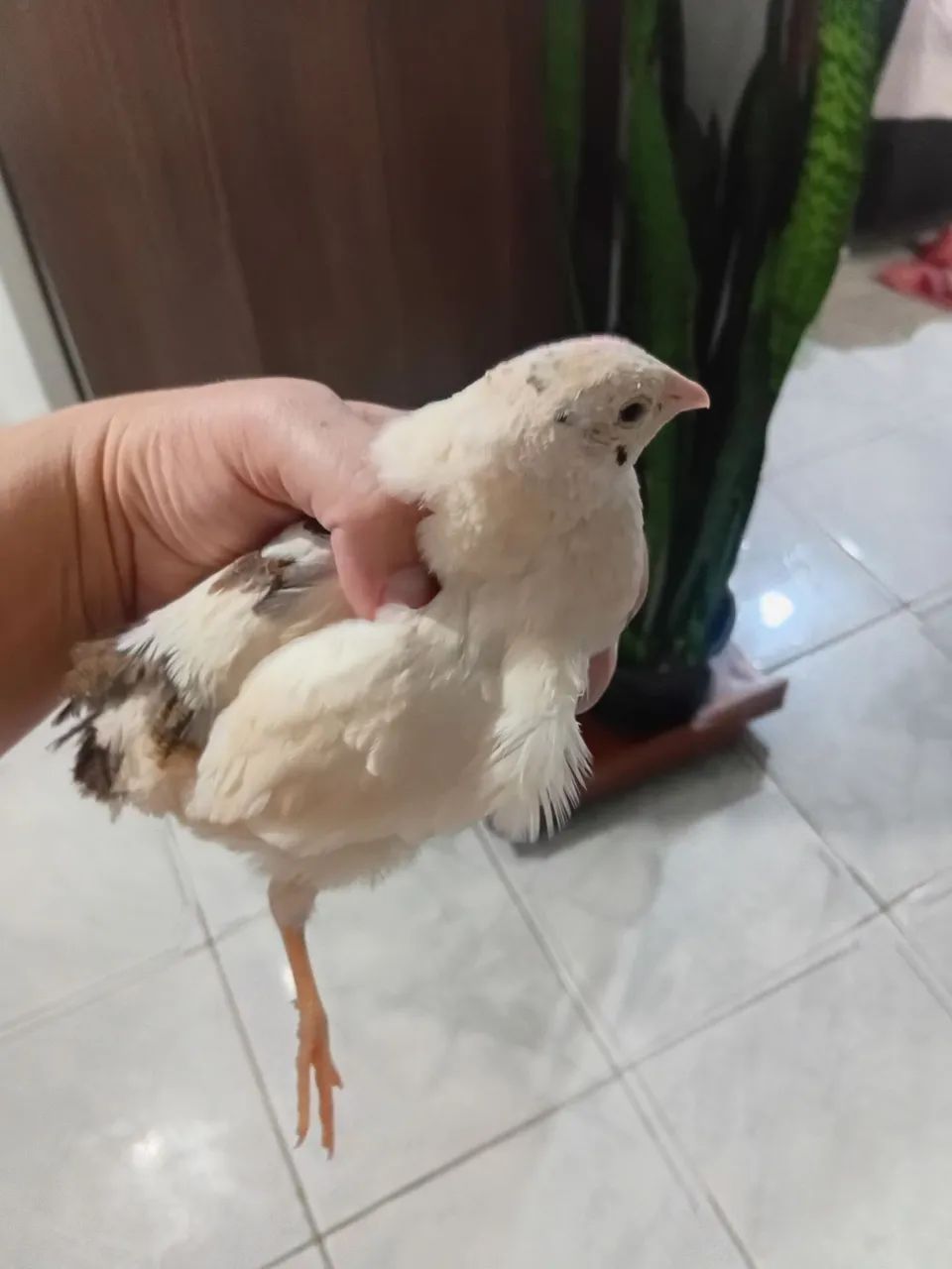 Macho codorna gigante - Foto 2