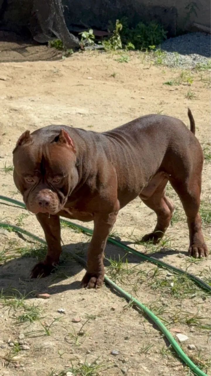 PITMONSTER DE 6 MESES A VENDA. - Foto 5