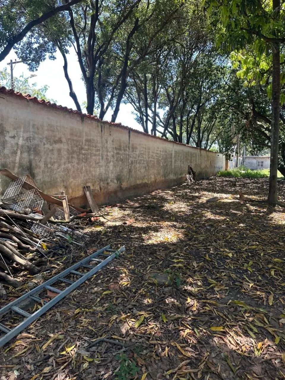 Excelente Lote - Garças