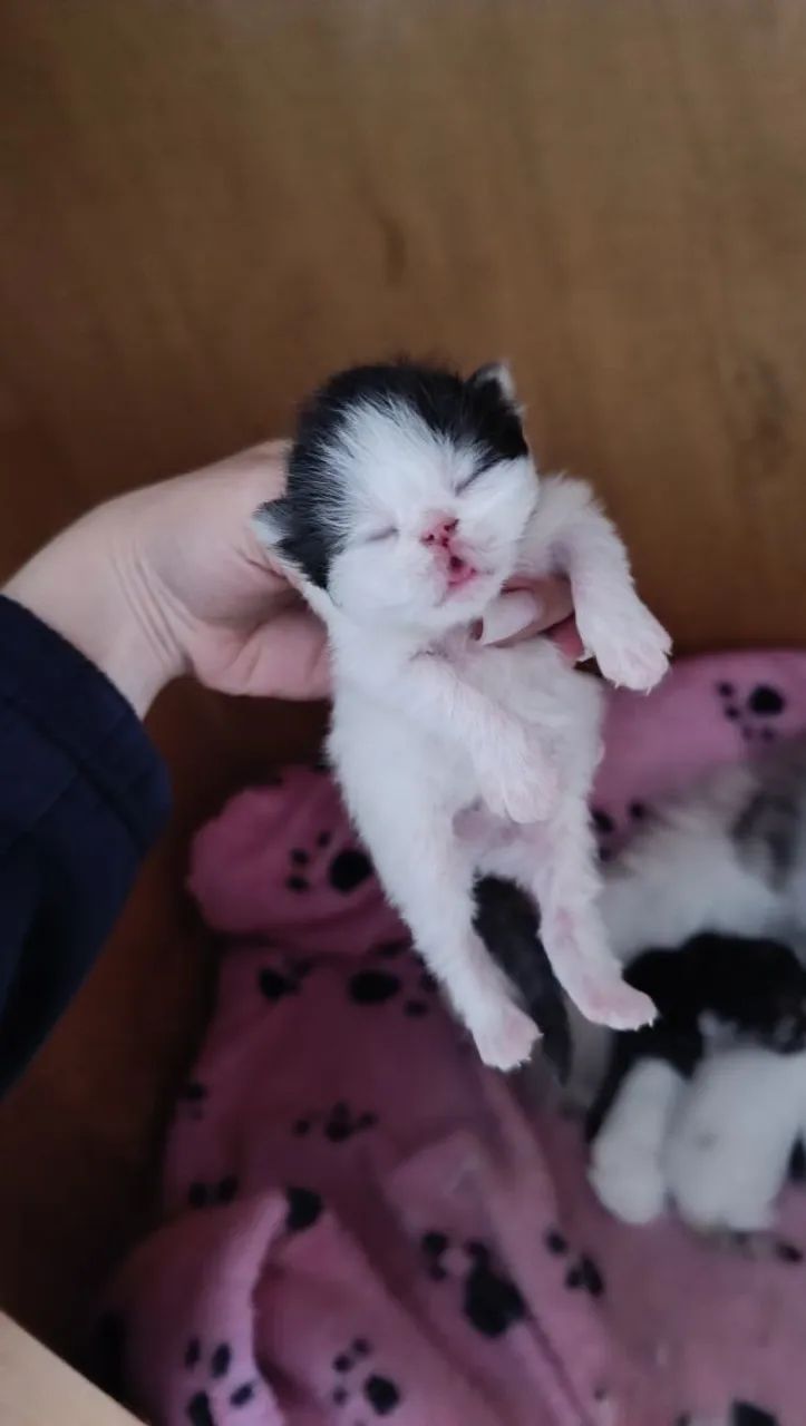 Gatinhos persa para reserva 