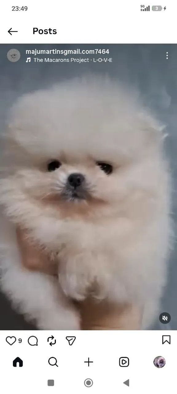 Spitz alemão  - Foto 2
