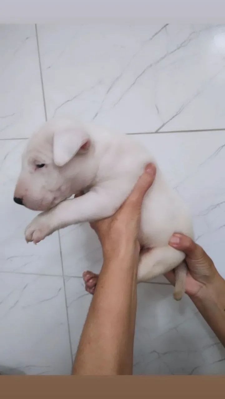 Bull Terrier inglês standard 