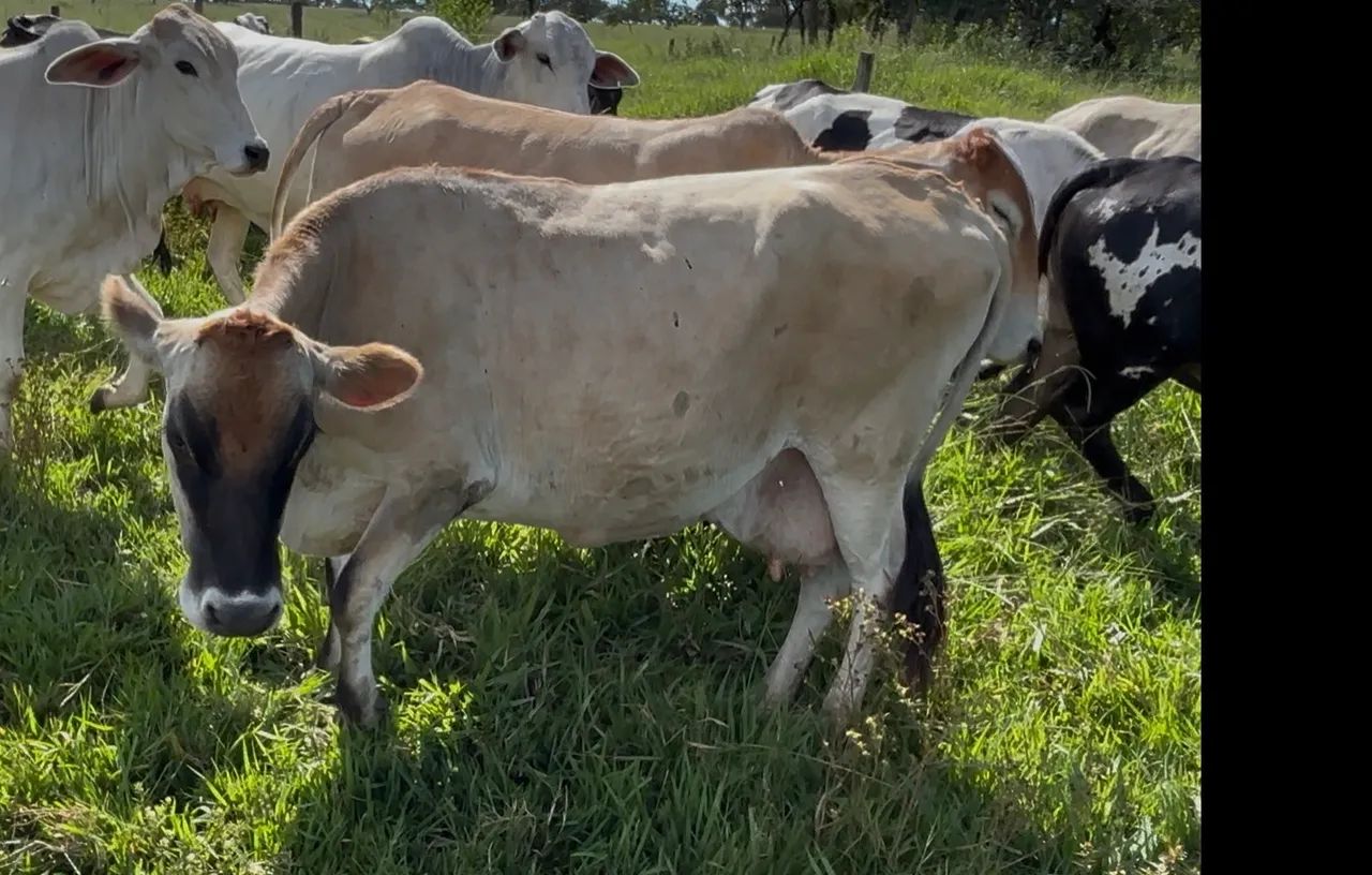 Vacas à venda  - Foto 3