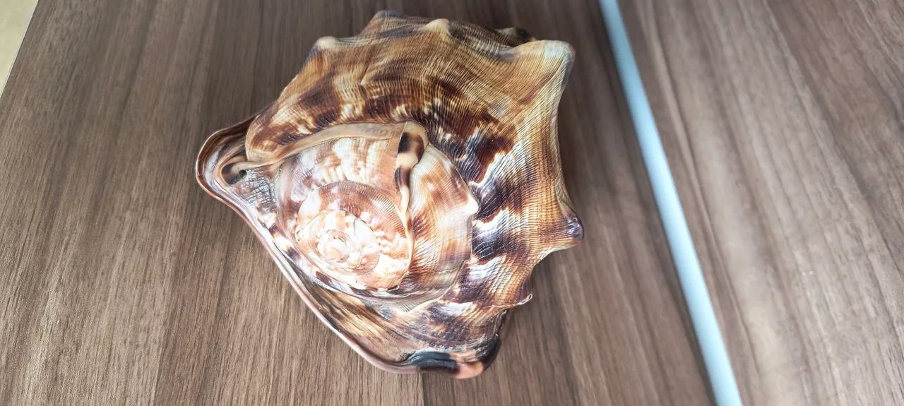 Concha do mar - Foto 2