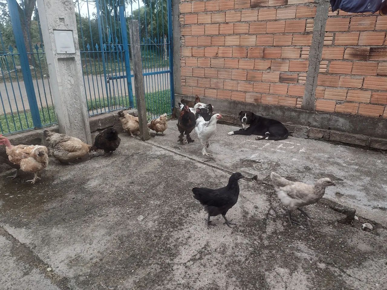 vendo frangos e franga Brama e caipira todos por 800,00 reais - Foto 4